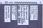 Etiketten zu Agrypnus desjardinsii (NHMW-ZOO-COL-0008102)